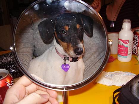 Dansk svensk gaardhund daisy  - ja det passer nu godt nok hvad mor siger jeg er nu smuk billede 6