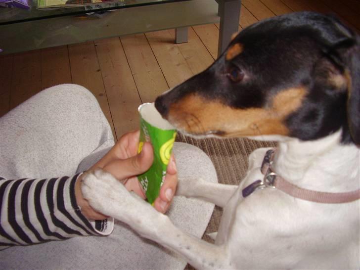 Dansk svensk gaardhund daisy  - nam ham det er godt her i varmen med en is billede 7