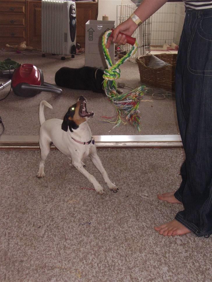 Dansk svensk gaardhund daisy  - grr ser jeg ikke farlig ud  billede 8