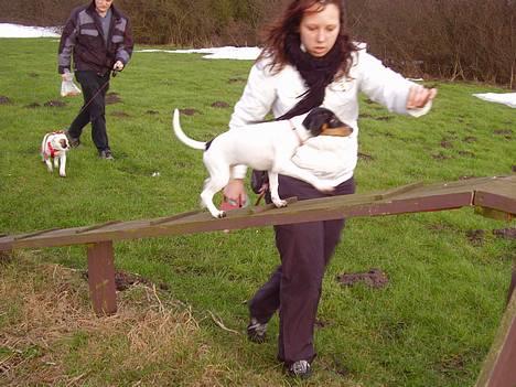 Dansk svensk gaardhund daisy  - se jeg tør er jeg ikk bare modig for den bro er høj syndes jeg  billede 9