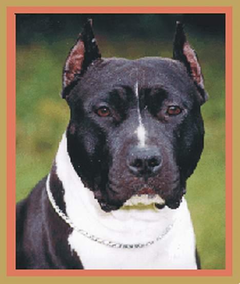 Amerikansk staffordshire terrier Royal Court WR DoubleTake - Dayna billede 1