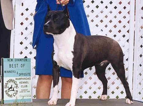 Amerikansk staffordshire terrier Royal Court WR DoubleTake billede 2