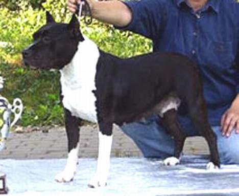 Amerikansk staffordshire terrier Royal Court WR DoubleTake billede 3
