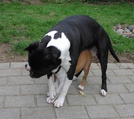 Amerikansk staffordshire terrier Royal Court WR DoubleTake billede 4