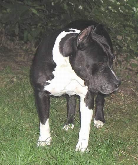 Amerikansk staffordshire terrier Royal Court WR DoubleTake billede 5