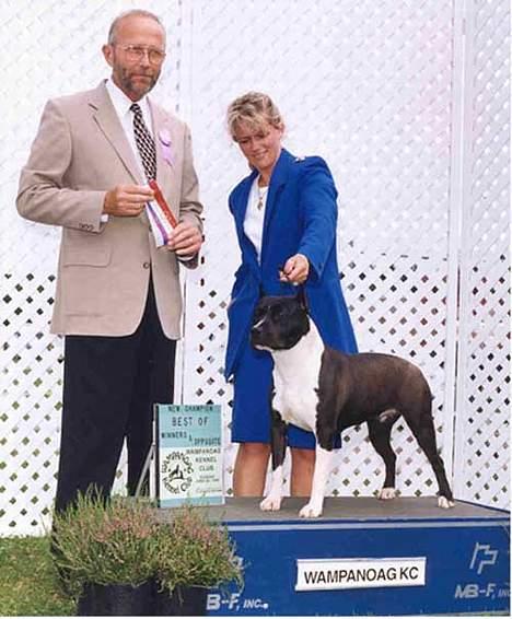 Amerikansk staffordshire terrier Royal Court WR DoubleTake billede 6