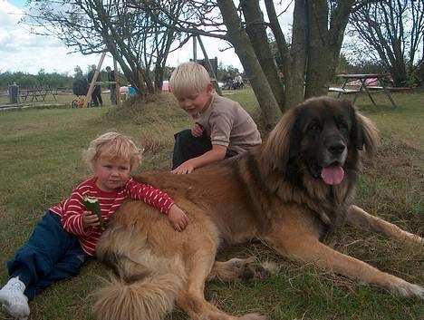 Leonberger khaimas´ cho cachou - af prof. billede 1
