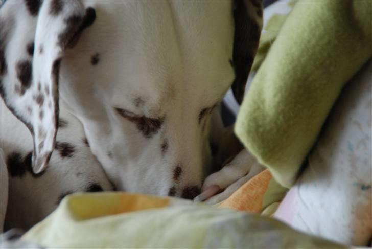 Dalmatiner Mille - R.I.P - Mille d.9/3-2010 - Nogle af de sidste billeder af hende <3 billede 1