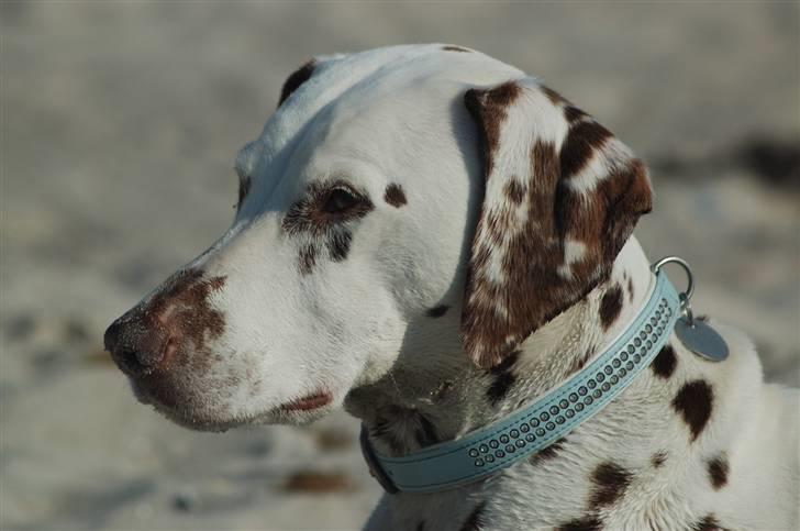 Dalmatiner Mille - R.I.P - Det smukke dyr på straden på Samsø :) Samsø 08. Foto: mig :) billede 2