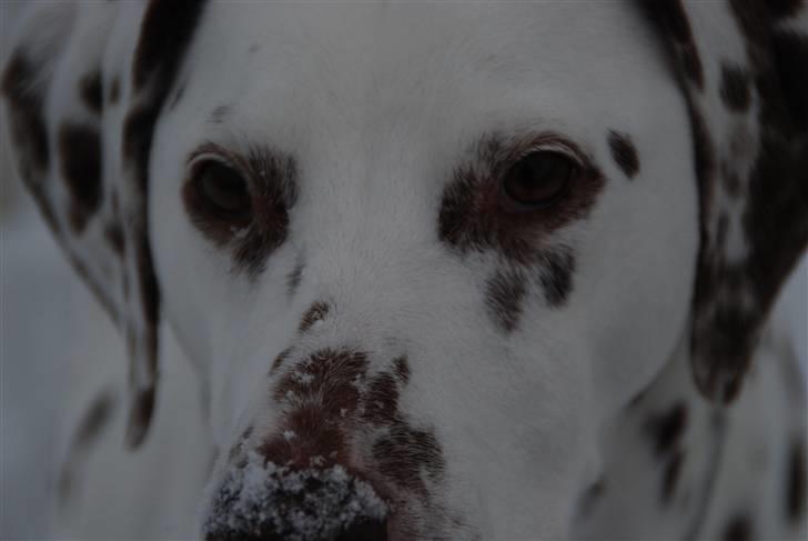 Dalmatiner Mille - R.I.P - Mille i sneen - December 09 <3 billede 4