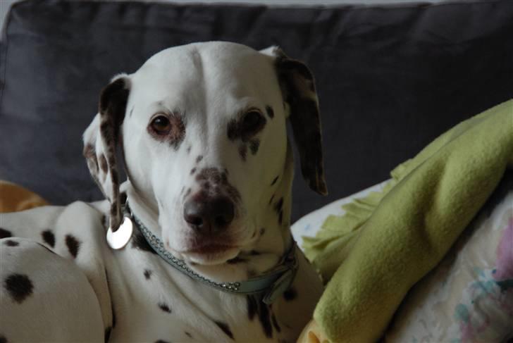 Dalmatiner Mille - R.I.P - Mille d.9/3-2010 - Nogle af de sidste billeder af hende <3 billede 6