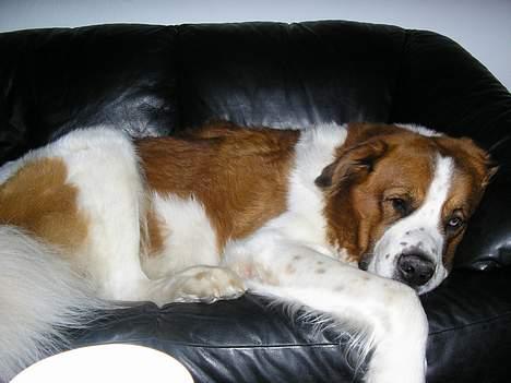 Sankt bernhardshund Django billede 1