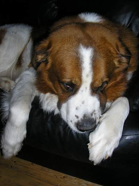 Sankt bernhardshund Django billede 2