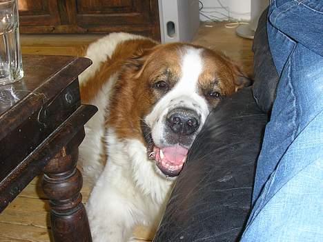 Sankt bernhardshund Django billede 3