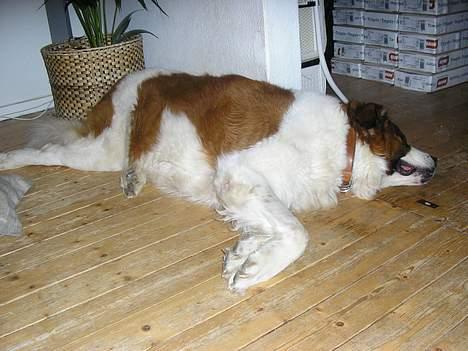 Sankt bernhardshund Django billede 4