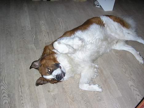 Sankt bernhardshund Django billede 5