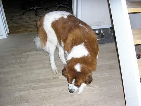 Sankt bernhardshund Django billede 6