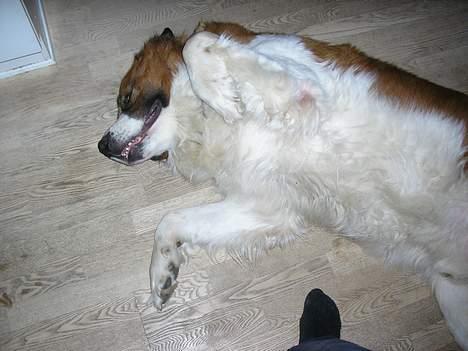 Sankt bernhardshund Django billede 7