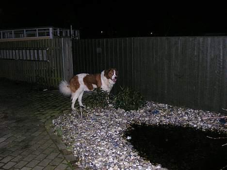 Sankt bernhardshund Django billede 8