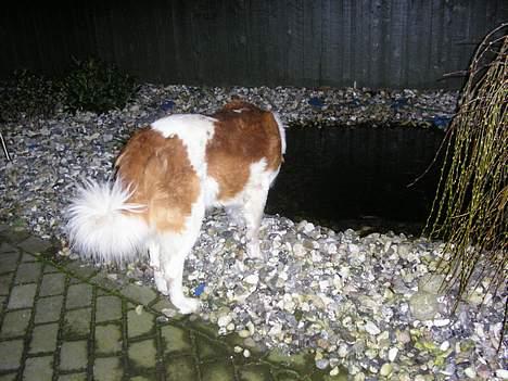 Sankt bernhardshund Django billede 9