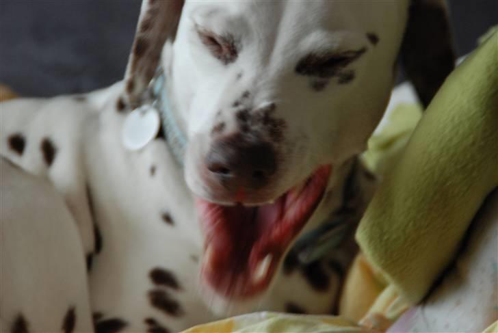 Dalmatiner Mille - R.I.P - Mille d.9/3-2010 - Nogle af de sidste billeder af hende <3 billede 10