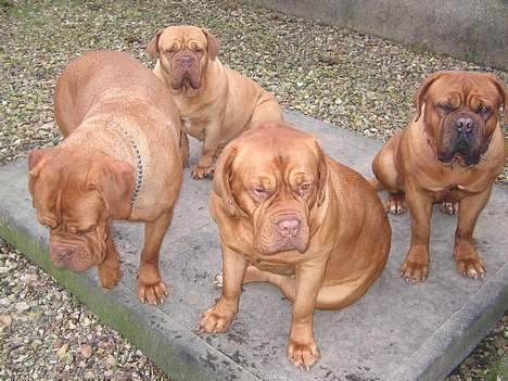 Dogue de bordeaux Desteny - Da den siste kom hjem fra føtex billede 13