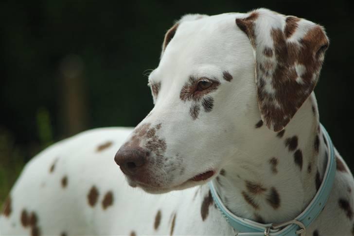 Dalmatiner Mille - R.I.P - Super smukke Mille :) Foto: mig :) billede 13
