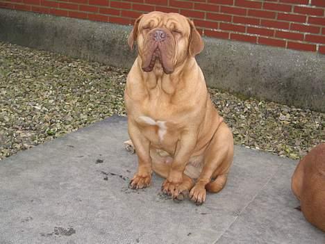 Dogue de bordeaux Desteny - Hvor er det dejligt at nyde det gode vejr billede 15