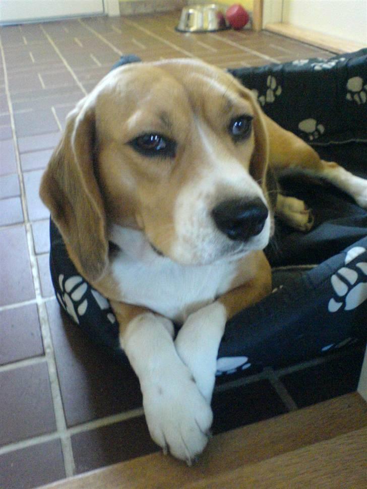 Beagle Bella *RIP <3* - En rigtig dame krydser poterne (: billede 1