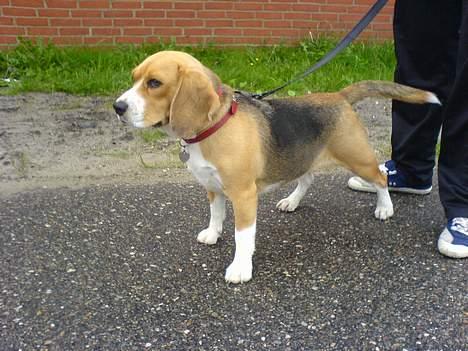 Beagle Bella *RIP <3* - Hov var det en fugl? :D billede 2
