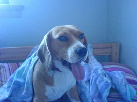 Beagle Bella *RIP <3* - Gaab jeg er træt. billede 3