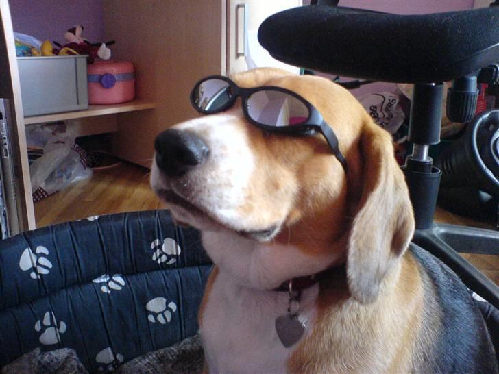 Beagle Bella *RIP <3* - Sidder i min kurv på søsters værelse med hendes Build-a-bear solbriller på. Smarte?(: billede 4