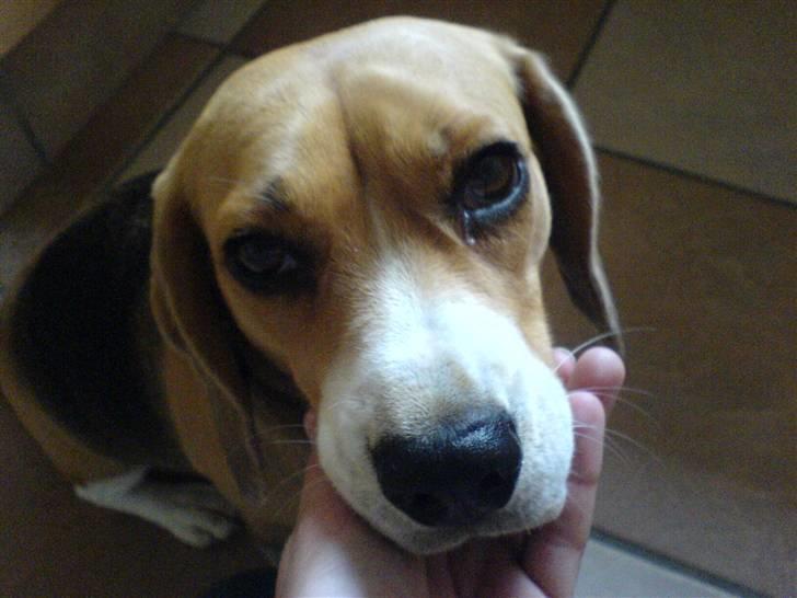 Beagle Bella *RIP <3* billede 5