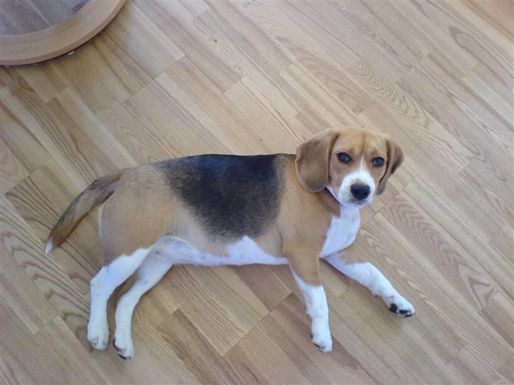 Beagle Bella *RIP <3* - Hva, sagde du noget? billede 6