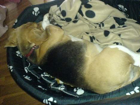 Beagle Bella *RIP <3* - ZzZzZzZz..... billede 7