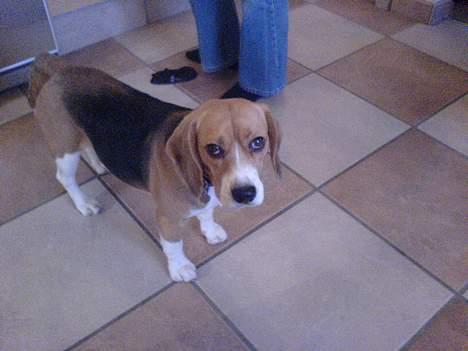 Beagle Bella *RIP <3* - Er jeg ikke bare sød? :D billede 8