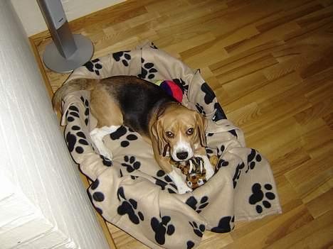 Beagle Bella *RIP <3* - Se min fine kurv, er den ikke fin? billede 9