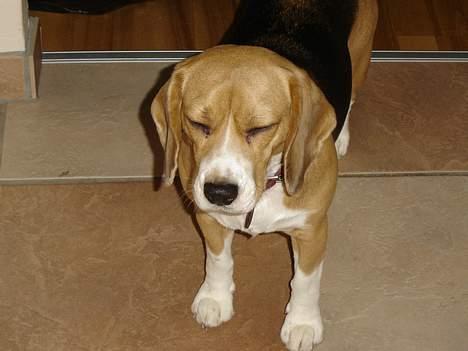 Beagle Bella *RIP <3* billede 10