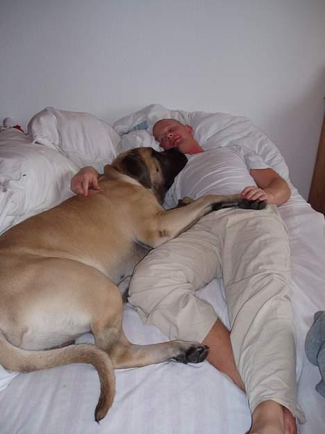 Mastiff Basse billede 20