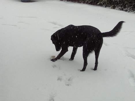 Blanding af racer Balloo billede 8