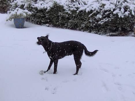 Blanding af racer Balloo billede 9