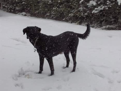 Blanding af racer Balloo billede 10