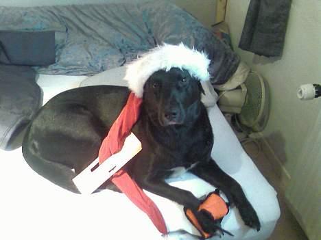 Blanding af racer Balloo - Jeg kan godt lide jul! billede 6