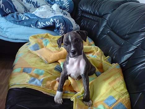 Amerikansk staffordshire terrier torsten - Seeee hvor sød jeg er  billede 8