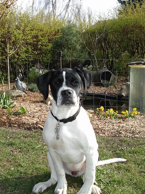 Blanding af racer Molly - Se mor hvor sød jeg kan være billede 3