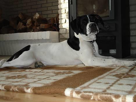 Blanding af racer Molly billede 4