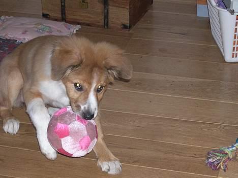 Border collie lady (død) R.I.P  - lady leger med sin  bold billede 6