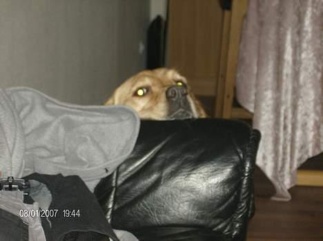 Labrador retriever Putte - kan lige kigge over sofaen billede 19