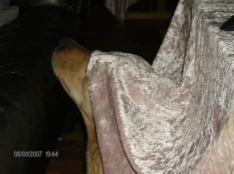 Labrador retriever Putte - dugen er i vejen billede 20