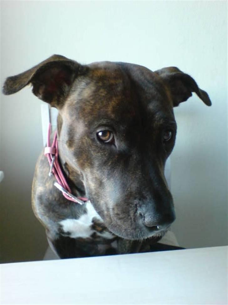 Amerikansk staffordshire terrier Zoe - Jeg elsker at være med til bords:-) billede 1